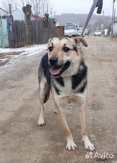 Собака в добрые руки