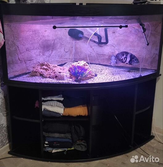 Аквариум угловой,панорамный с тумбой
