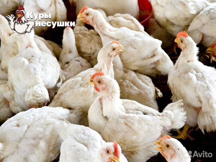 Куры несушки