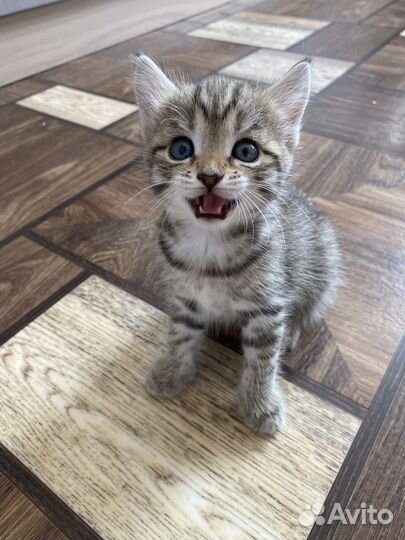 Котенок девочка