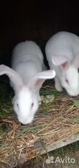 Кролик белый Панон мальчики