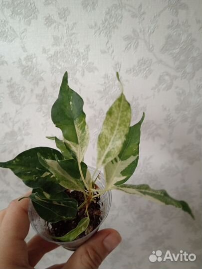 Фикус