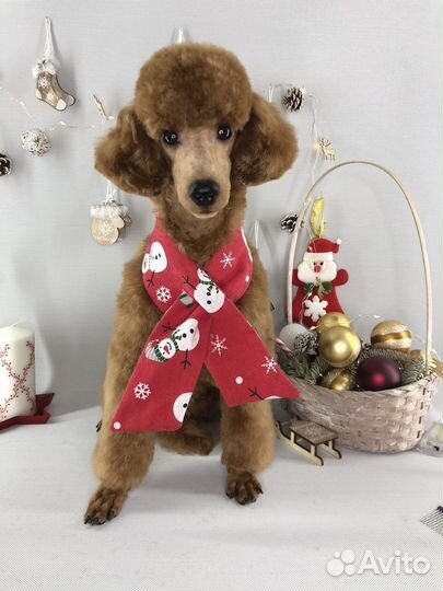 Стрижка собак