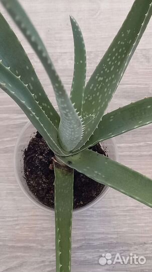 Каланхоэ лечебный, алоэ вера