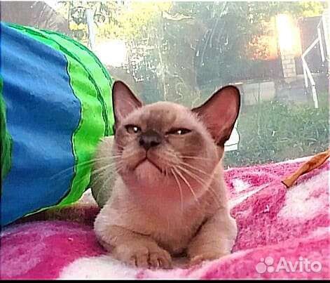Бурманские котята
