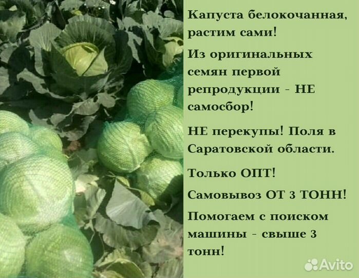Капуста белокочанная оптом