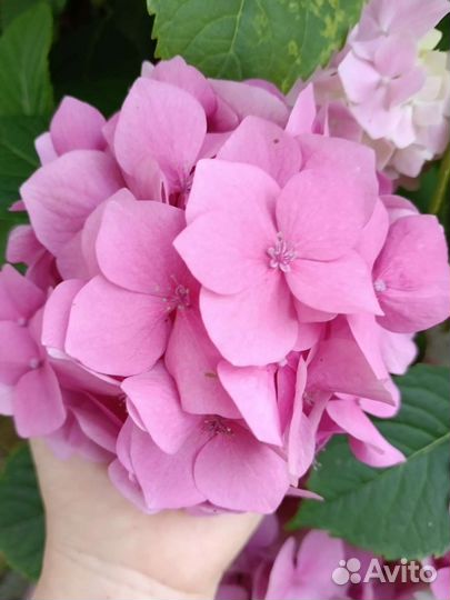 Гортензия крупнолистная саженцы