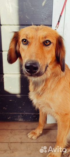 Собака девочка