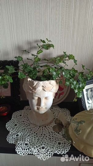 Плющ Хедера, Кротон,Эсхинантус мраморный