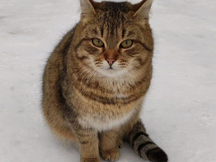 Котёнок в беде.Бросили замерзать на дачах