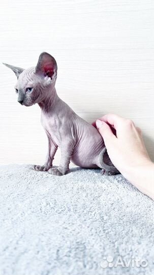 Котята канадский сфинкс