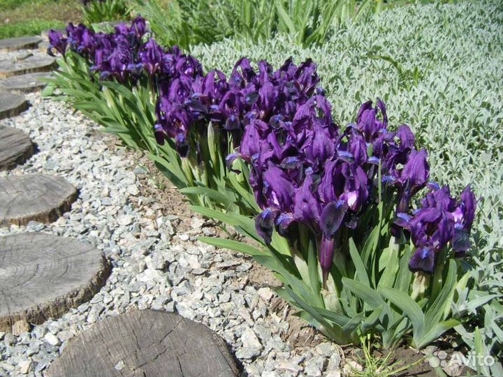 Корни ирисов