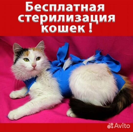 Стерилизация бесплатно