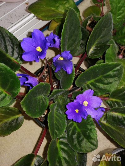 Сортовые фиалки