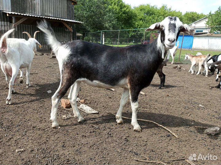 Козы высокоудойные