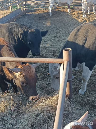 Быки на мясо живым весом