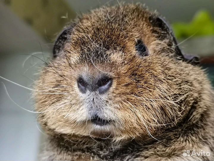 Морская свинка Американский тедди