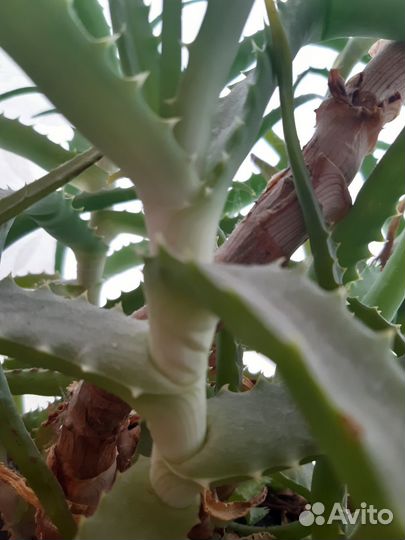 Алоэ столетник лечебный