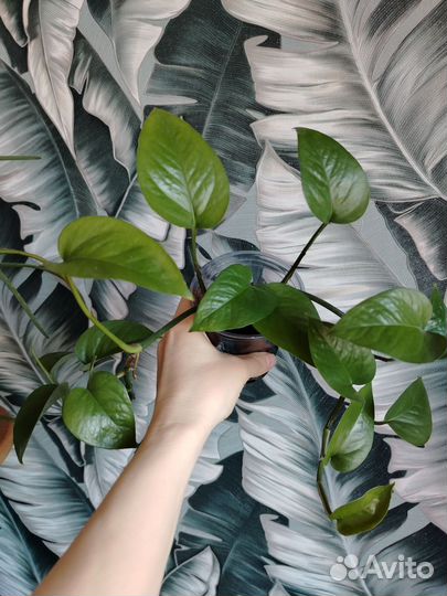 Сциндапсус