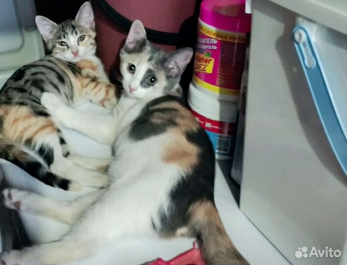 Кошка бесплатно