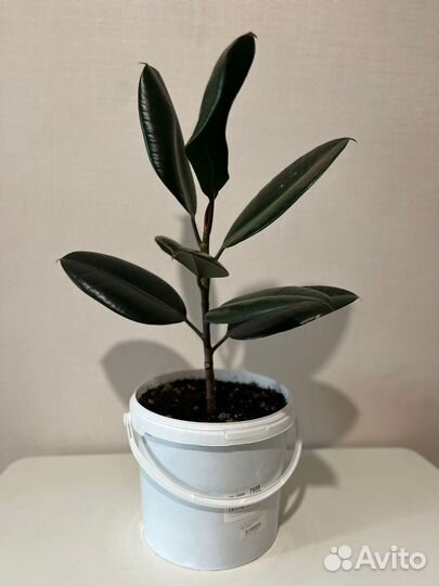 Фикус каучуконосный