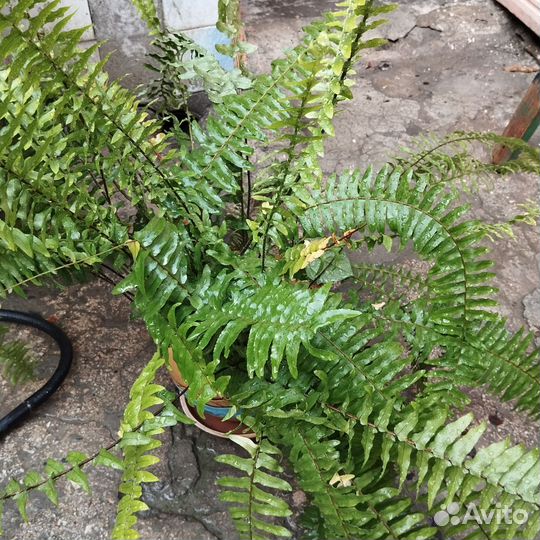 Папоротник комнатный большой