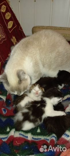 Пушистые друзья