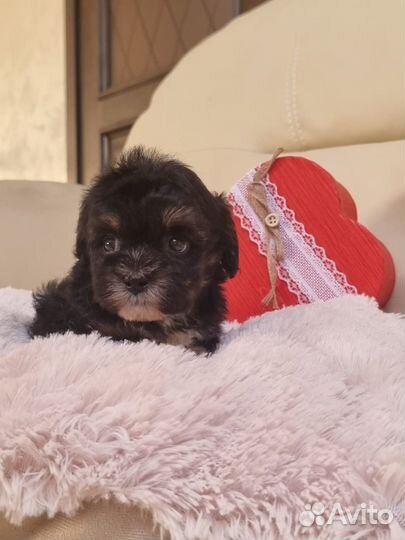 Maltipoo f1 mini