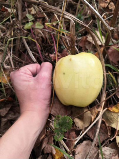 Участок 15 сот. (СНТ, ДНП)