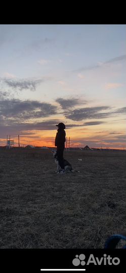 Выгул собак (+фотосессии)