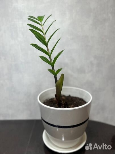 Замиокулькас