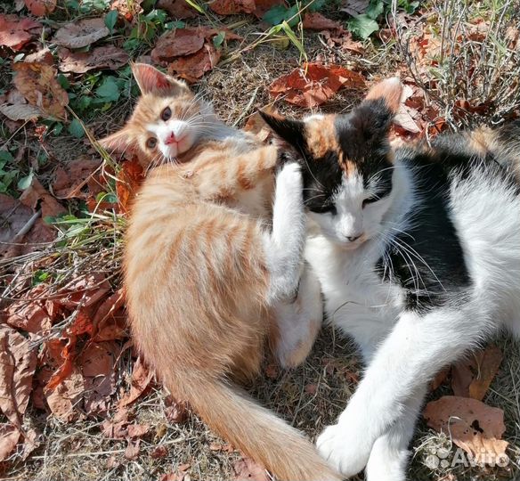 Рыжий котенок