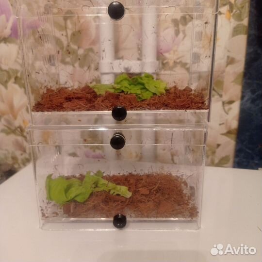 Питомец палочник