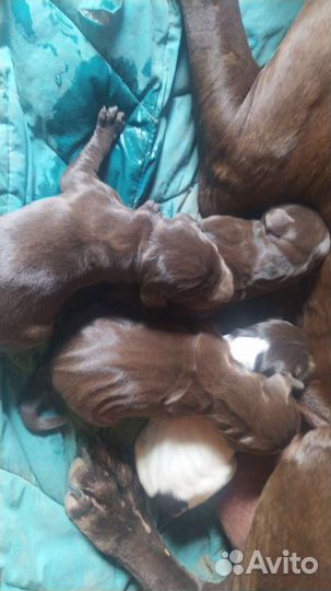 Щенки курцхаара