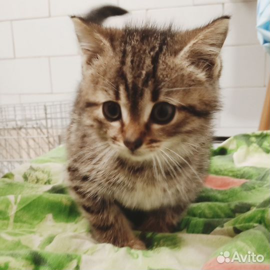 Котенок девочка ищет дом