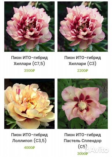 Пионы Ито-гибриды