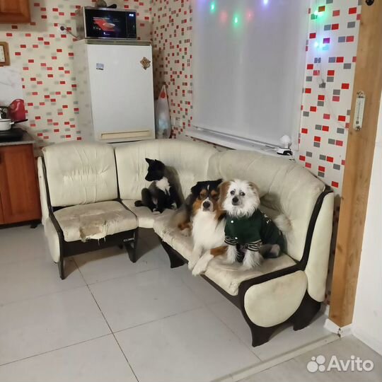 Передержка собак