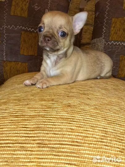 Щенки чихуахуа