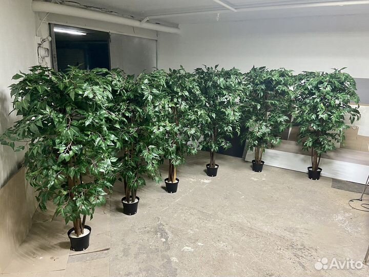 Озеленение помещений / деревья / фитокартины