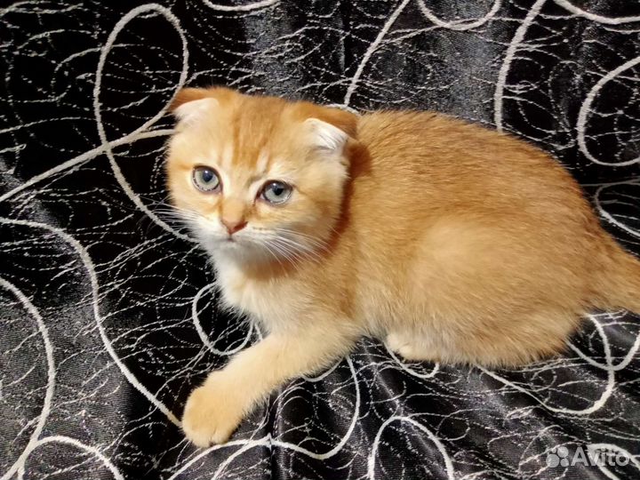 Шотландские вислоухие котята