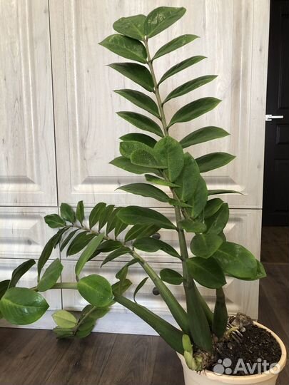 Замиокулькас