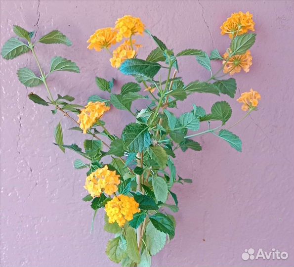 Лантана желтая