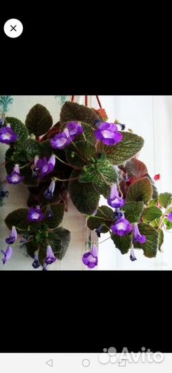 Растения красивоцветущие комнатные