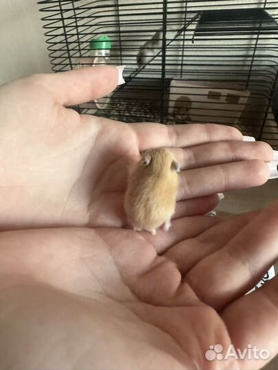 Джунгарский хомяк