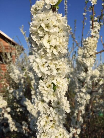 Дача 45 м² на участке 15 сот.