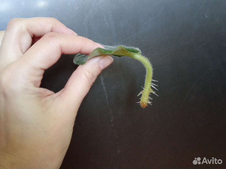 Листик фиалки