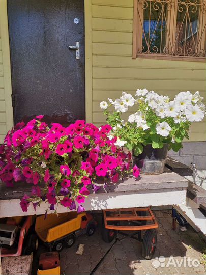 Семена петунии, либбелии