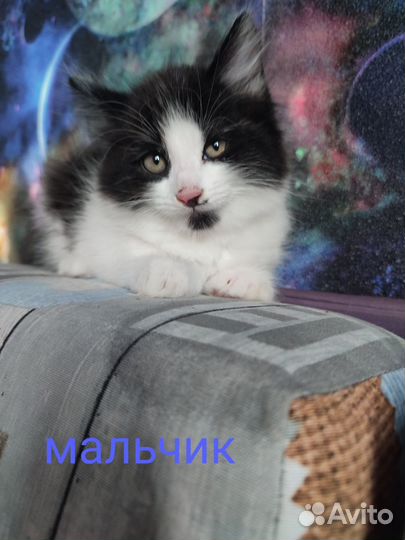 Отдам котят
