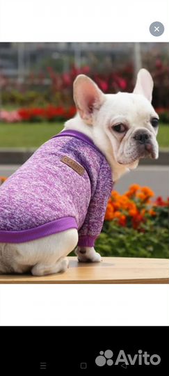 Одежда для маленьких собак и кошек