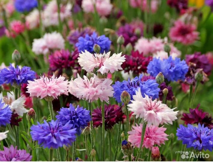 Васильки цветы садовые многолетние